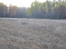 washington  elk 2011 ll 013.JPG