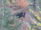 washington  elk 2011 ll 019.JPG