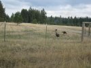 washington elk hunt lll 2011 043.JPG