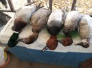 IMG_20201121_134342.jpg