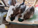 IMG_20201127_163405.jpg