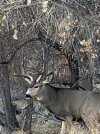 IMG_7979.jpg