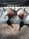 IMG_20201225_115928.jpg