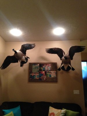 IMG950378(1).jpg