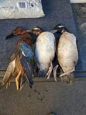Johns ducks.jpg