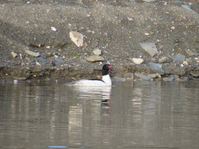 IMG_1726.JPG