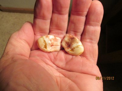 elk ivory 002.JPG