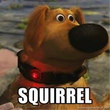 squirrel.jpeg