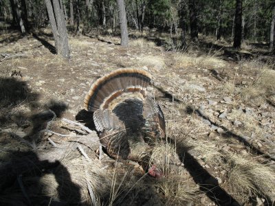 new mexico 1st gobbler 2011 005.JPG