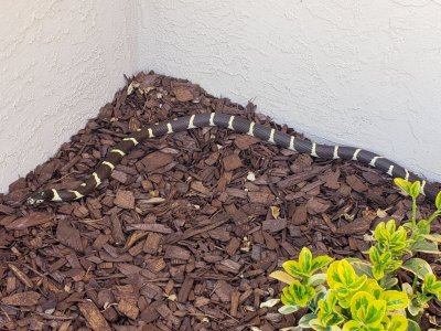 king snake.jpeg