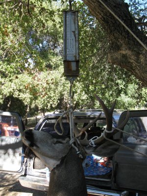 randy's buck 10-31-10 015.old.JPG