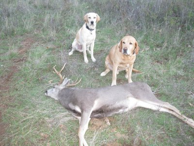 pheasant,dove,deer nov 10-14 058.JPG