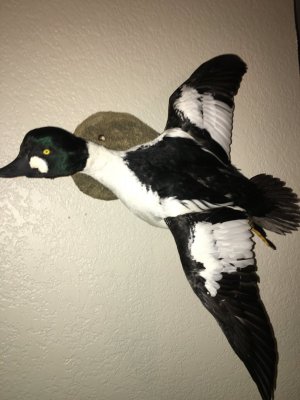 goldeneye duck mounts