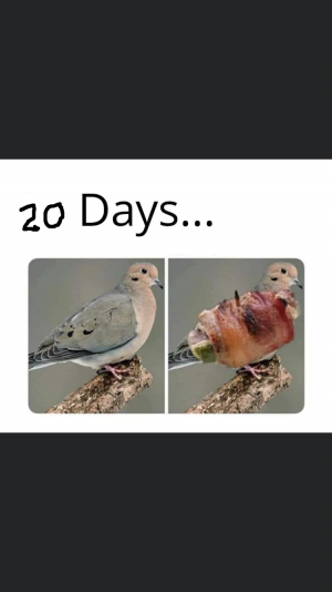dove kabob.png
