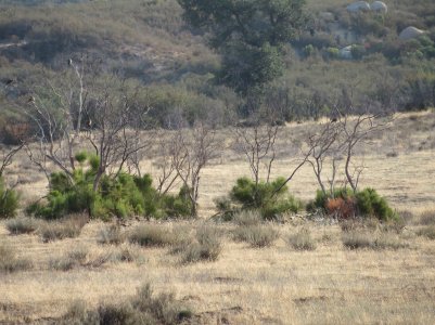 IMG_3875 (1).JPG