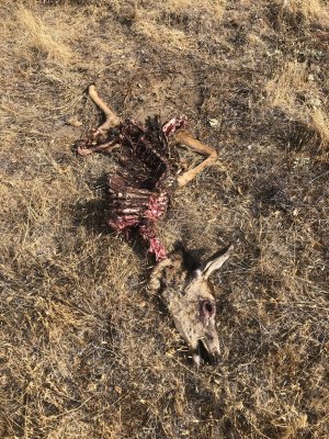 lion kill 8-23-21.JPG