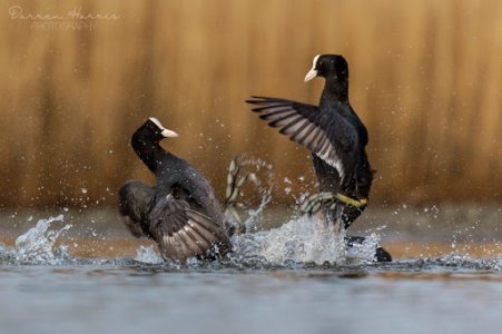 coots fighting.jpg