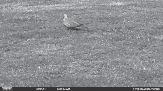 DOVE.png