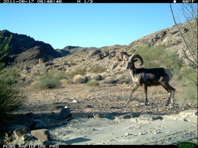 trail cam desert 313.JPG