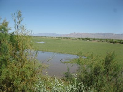 wister spring 2011 053.JPG