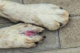 trigger paw.jpg