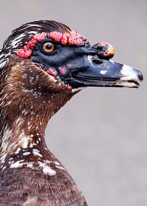 are-muscovy-ducks-friendly.jpg