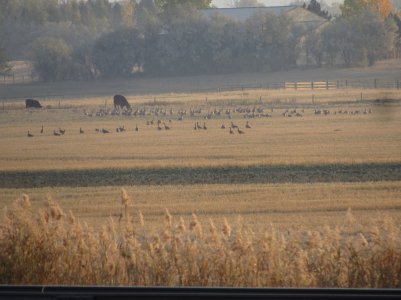 IMG_0185.JPG