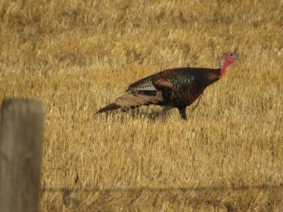 IMG_0154.JPG