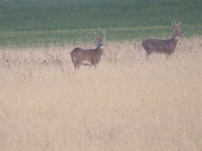 IMG_0165.JPG