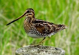 snipe.jpg