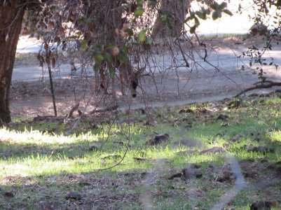 IMG_0375 (1).JPG