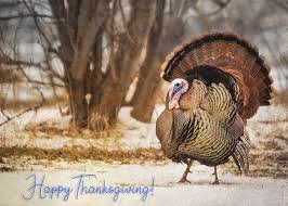 turkey thanksgiving.jpg