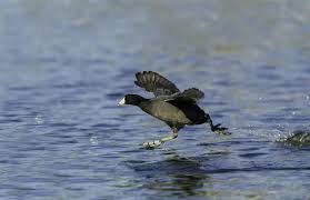coot.jpg