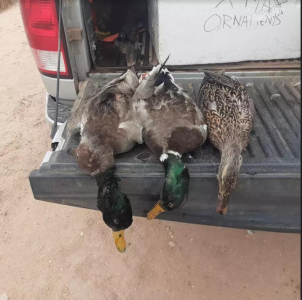 duck.PNG