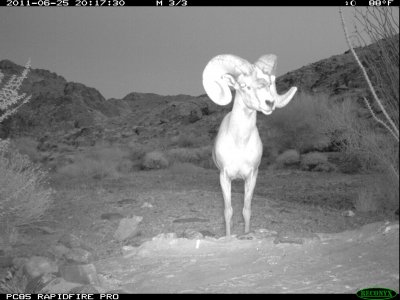 trail cam desert 2925.JPG