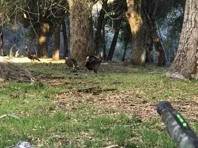 turkey opener 2021 33.JPG