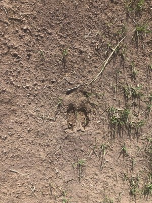 buck track '22.JPG