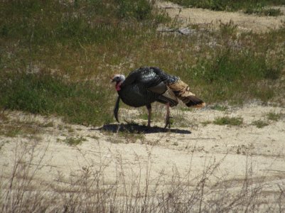 IMG_1008.JPG