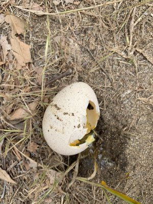 turkey egg.jpg
