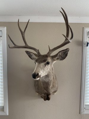 Archery Buck.jpg