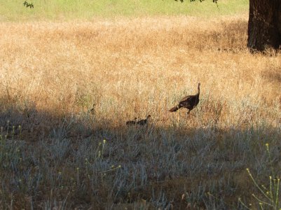 IMG_1146.JPG