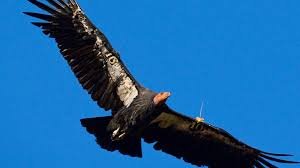 condor.jpg