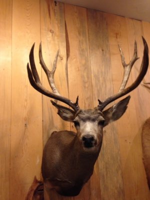 Joe's Colorado Buck 2012.JPG