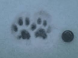 cat track.jpg