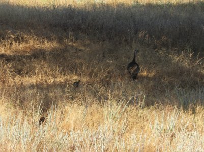 IMG_1148.JPG