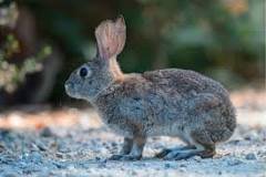 Image result for cottontail disease in san diego county ca