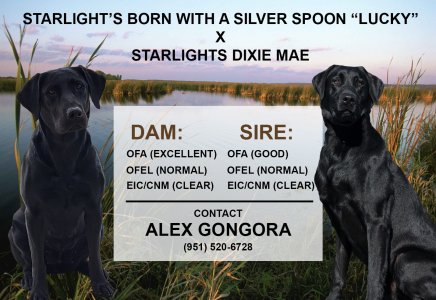 Lucky and Dixie ad.jpg