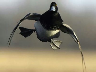 blue bill 1.jpg