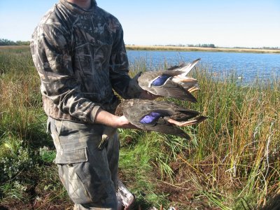 Alberta black duck 2009 .jpg
