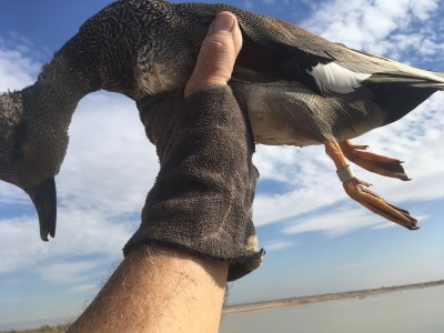 wister banded gadwal.JPG